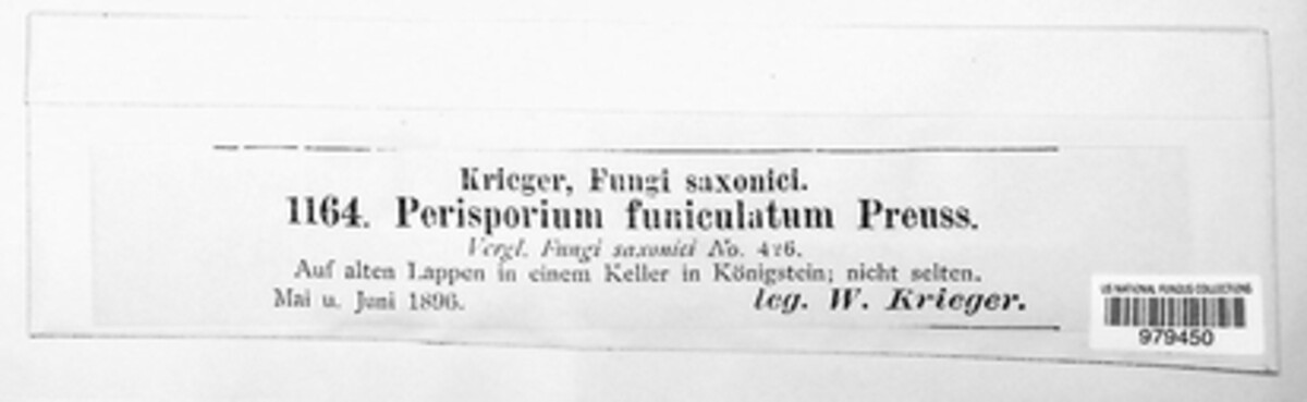 Preussia funiculata image